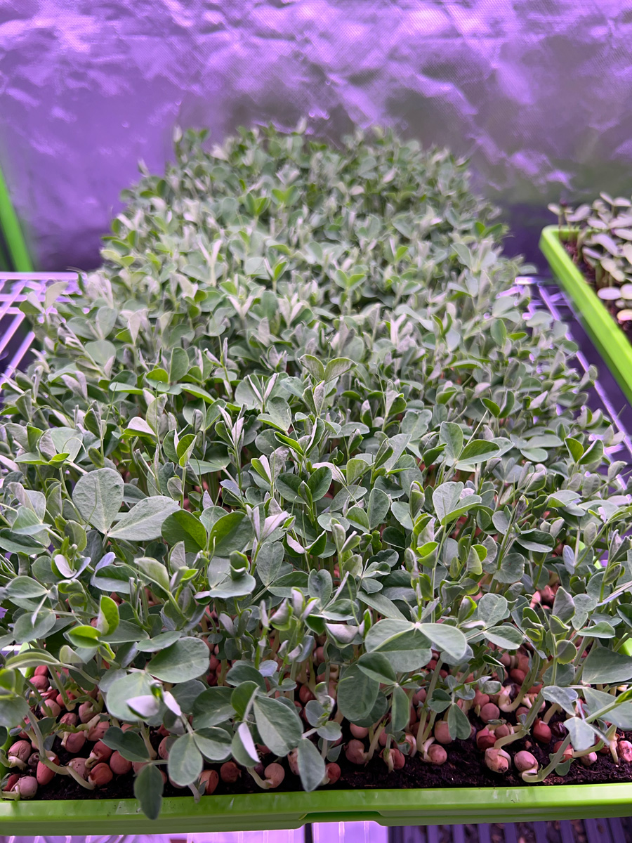 Traveling Roots Farmstead - Microgreens