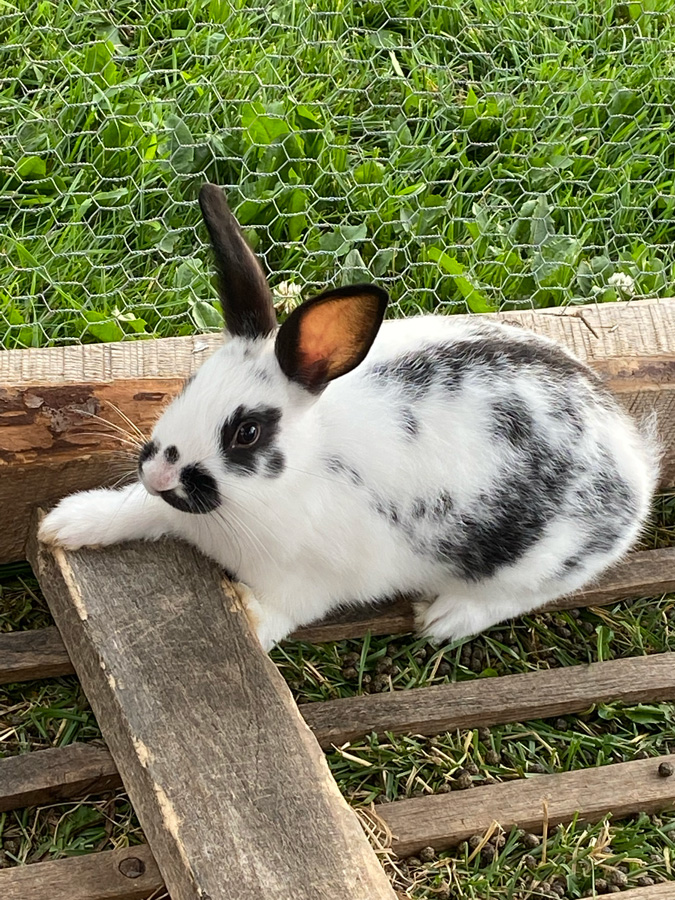 Traveling Roots Farmstead - Meat Rabbit