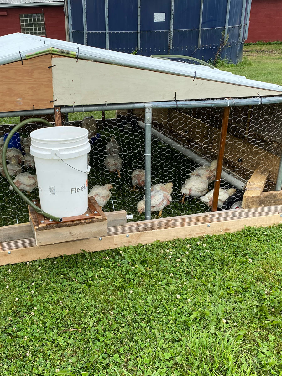 Traveling Roots Farmstead - Meat Chickens Traveling Roots Farmstead - Meat Chickens