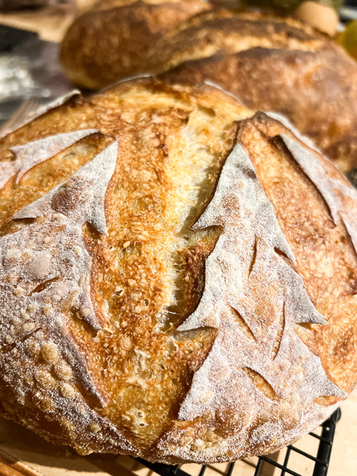 Traveling Roots Farmstead Microgreen