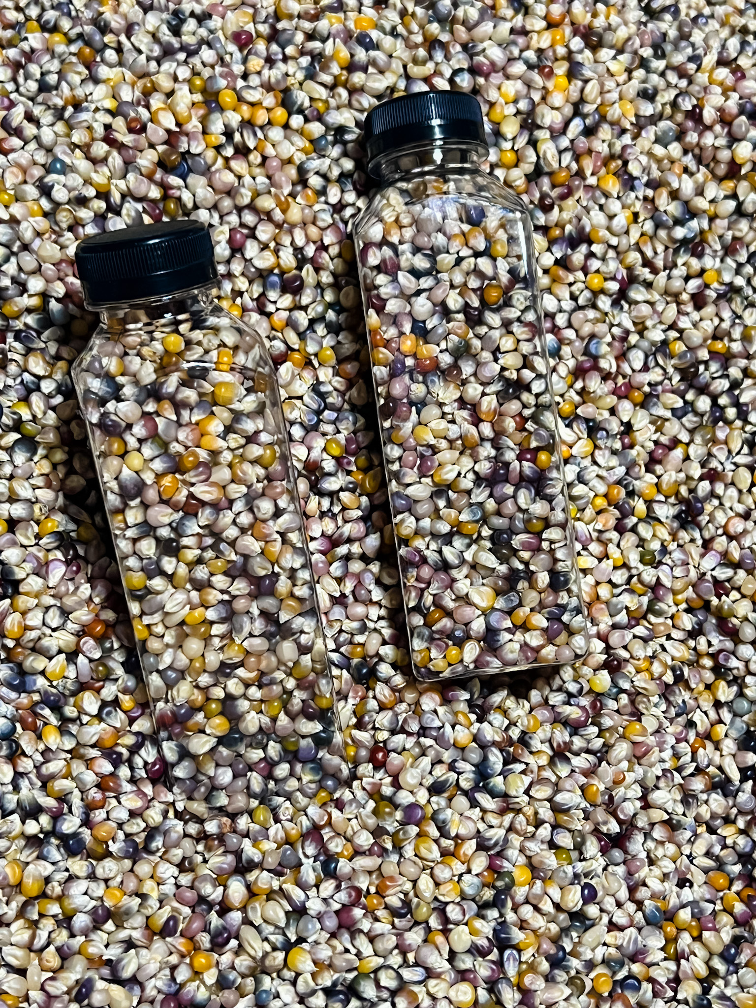 Traveling Roots Farmstead Microgreen